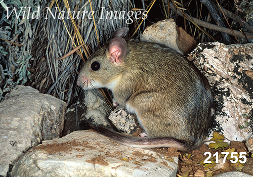 White-toothed Woodrat (Neotoma leucodon)